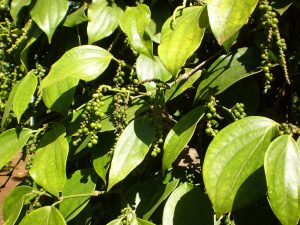 Cây hồ tiêu – Piper nigrum, nguồn nguyên liệu chiết xuất