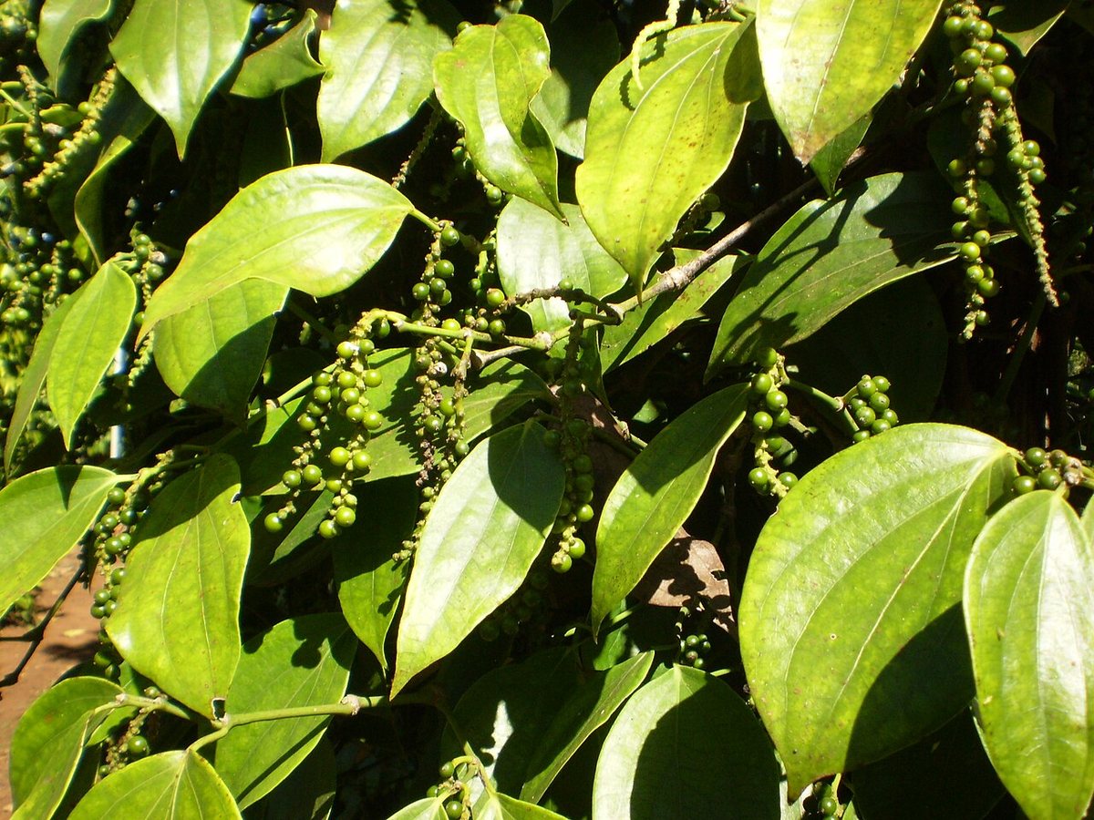 Cây hồ tiêu – Piper nigrum, nguồn nguyên liệu chiết xuất