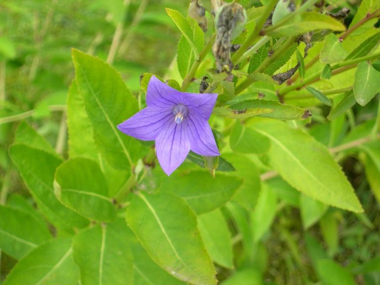 Cây cát cánh – Platycodon grandiflorus, nguồn nguyên liệu chiết xuất