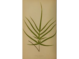 Cây seo gà – Pteris multifida, nguồn nguyên liệu chiết xuất