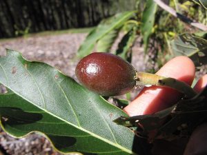 Cây quả bơ (Persea americana)