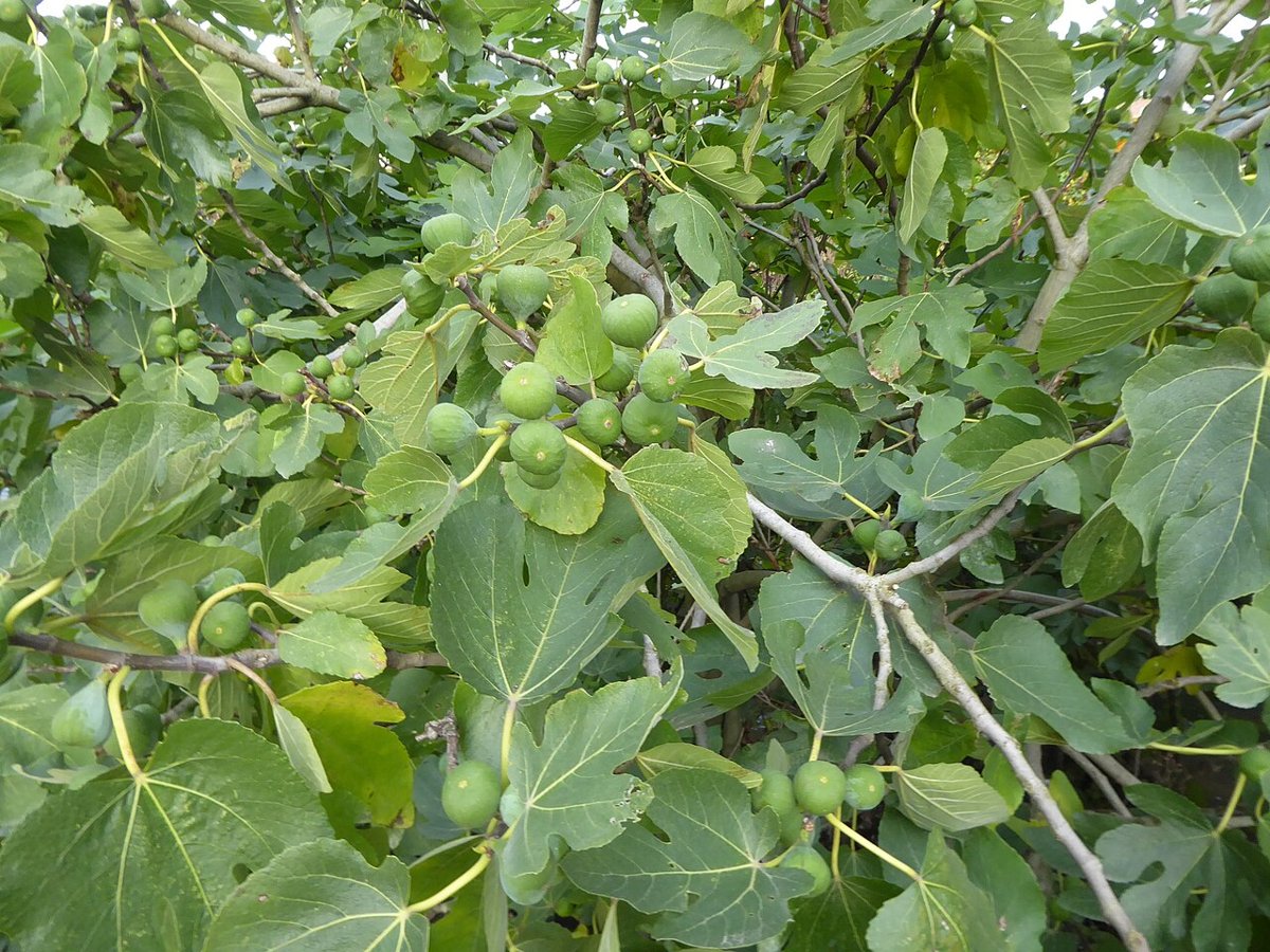 Cây quả sung Mỹ (Ficus carica)