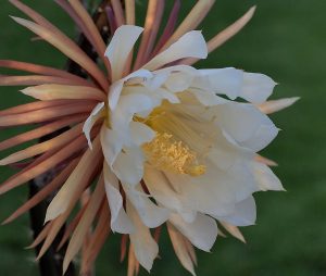 Cây nữ hoàng bóng đêm (Selenicereus grandiflorus)