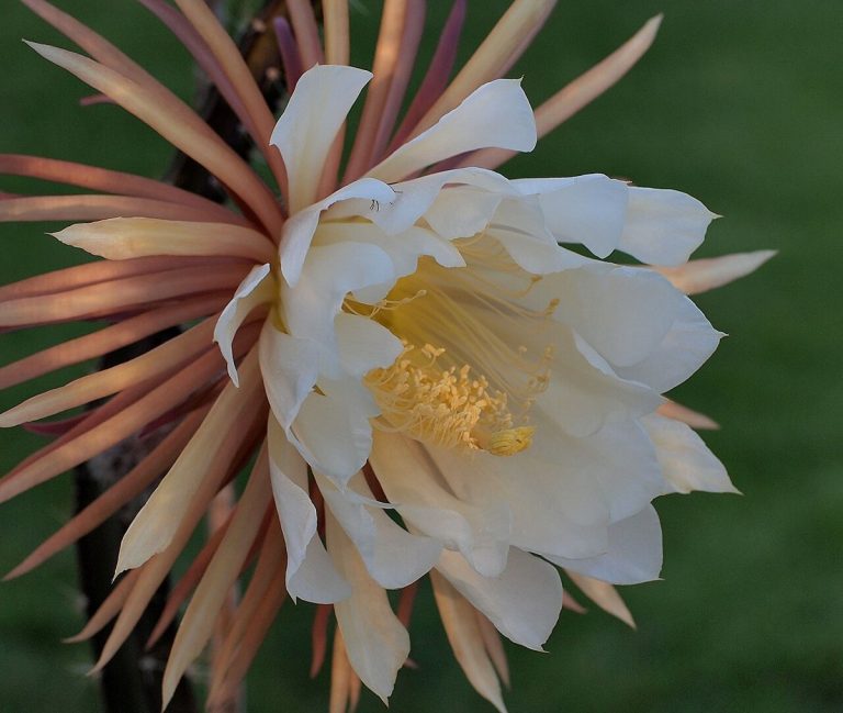 Cây nữ hoàng bóng đêm (Selenicereus grandiflorus)