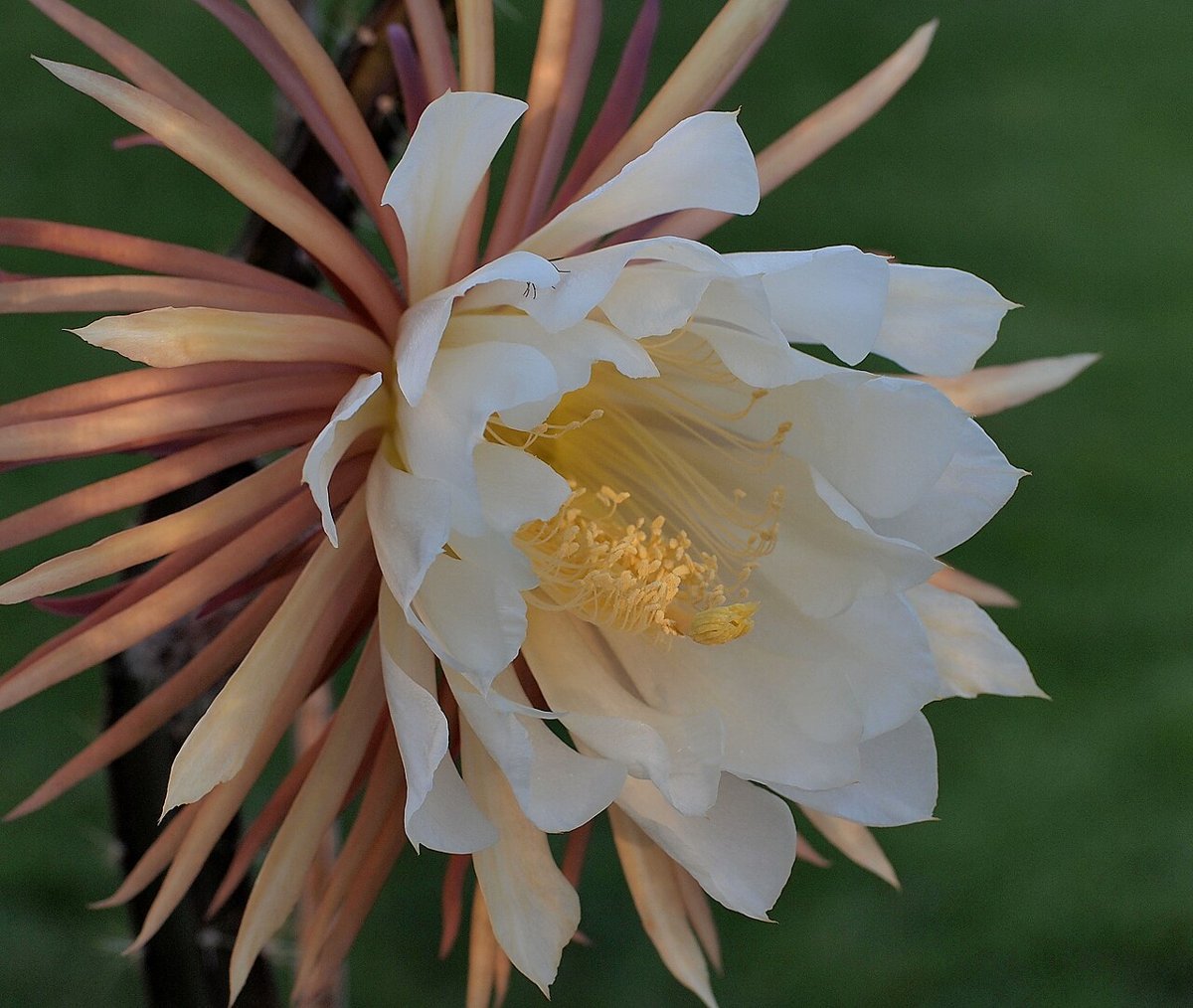 Cây nữ hoàng bóng đêm (Selenicereus grandiflorus)