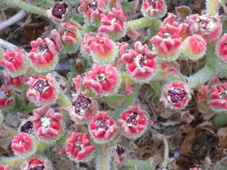 Cây rau băng (ice plant) (Mesembryanthemum crystallinum)