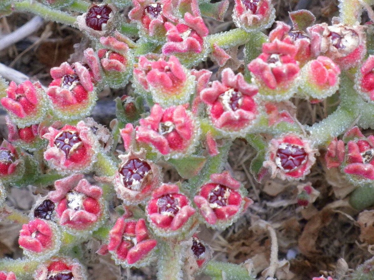 Cây rau băng (ice plant) (Mesembryanthemum crystallinum)