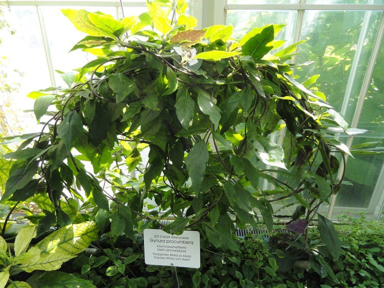 Cây rau bầu đất (Gynura procumbens)