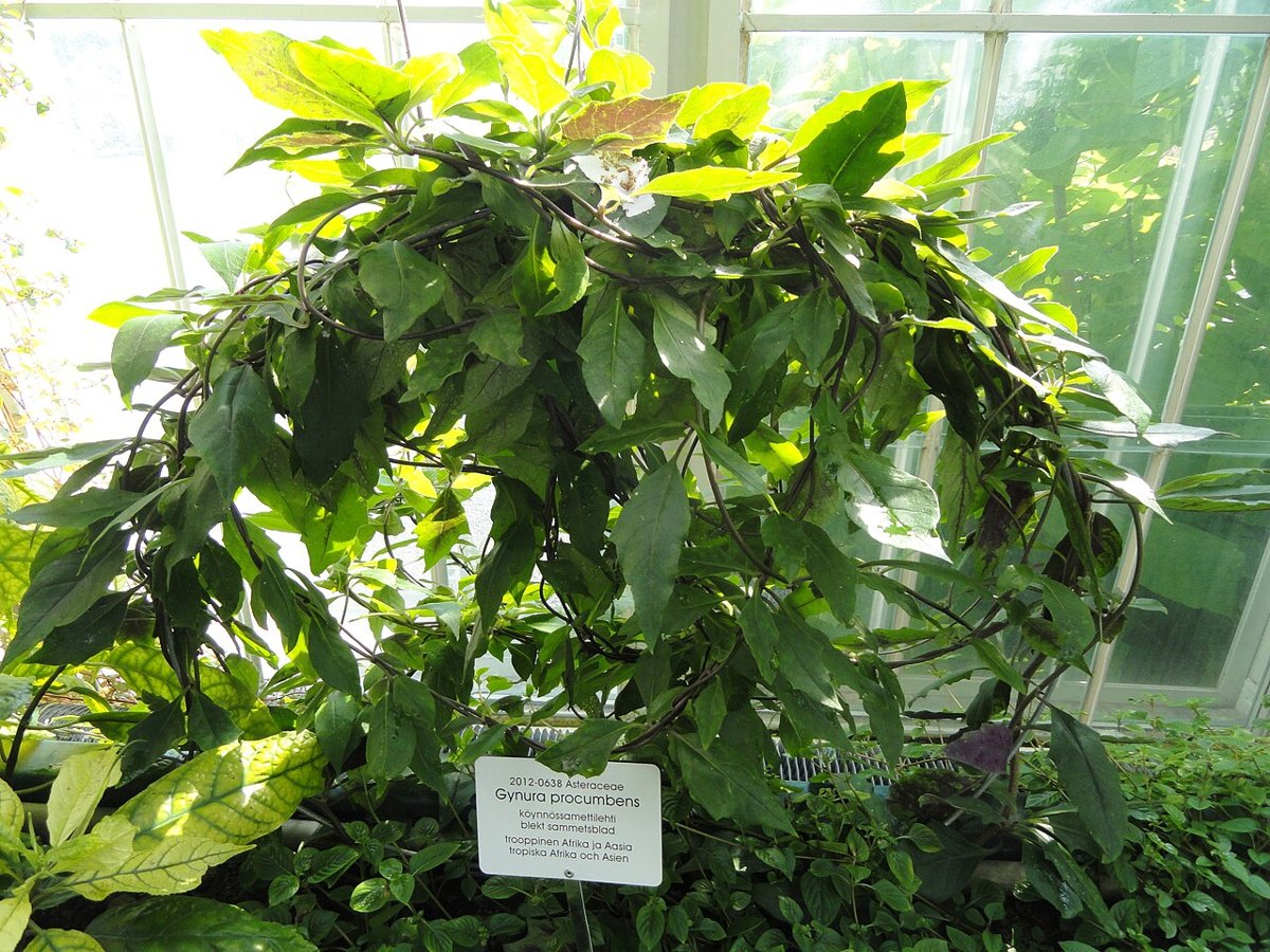 Cây rau bầu đất (Gynura procumbens)