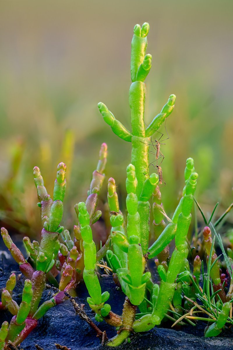 Cây cỏ muối (salicornia) (Salicornia europaea)