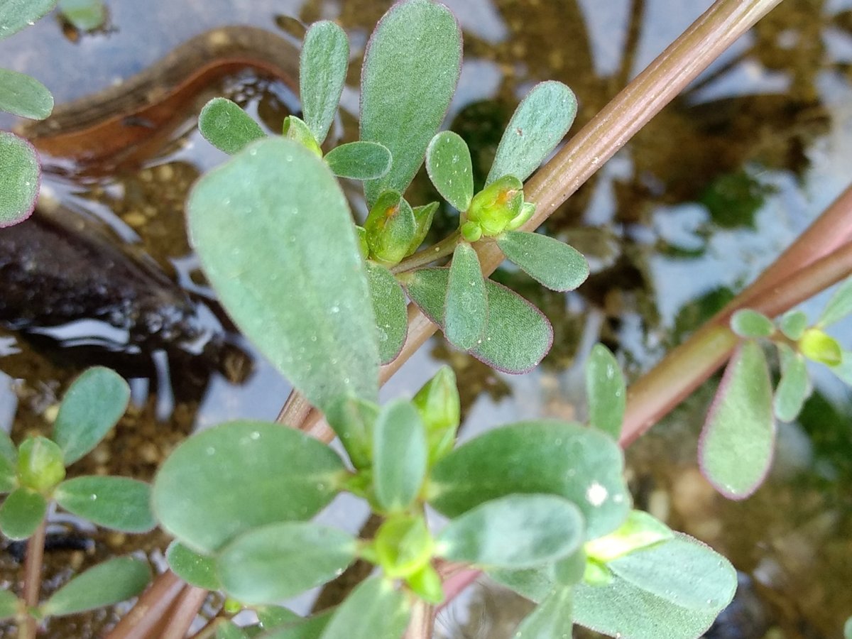 Cây rau sam (Portulaca oleracea)
