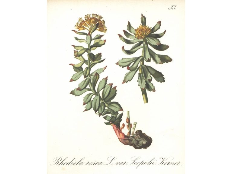 Cây rễ vàng – Rhodiola rosea, nguồn nguyên liệu chiết xuất