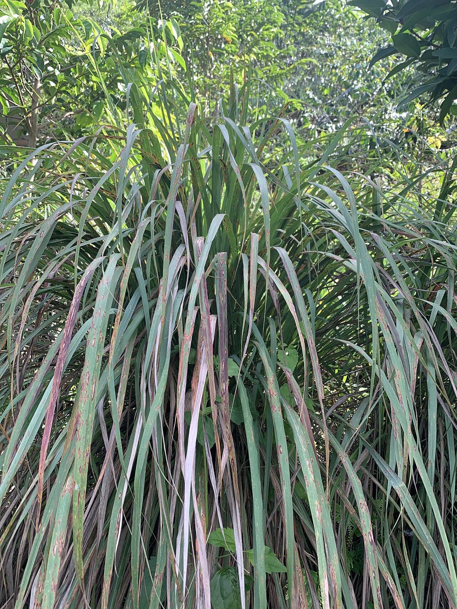 Cây sả chanh (Cymbopogon citratus)