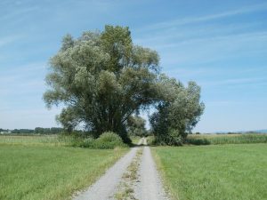 Cây liễu trắng – Salix alba, nguồn nguyên liệu chiết xuất
