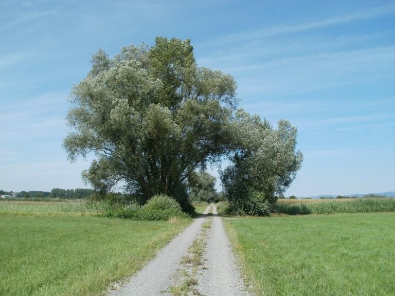Cây liễu trắng – Salix alba, nguồn nguyên liệu chiết xuất