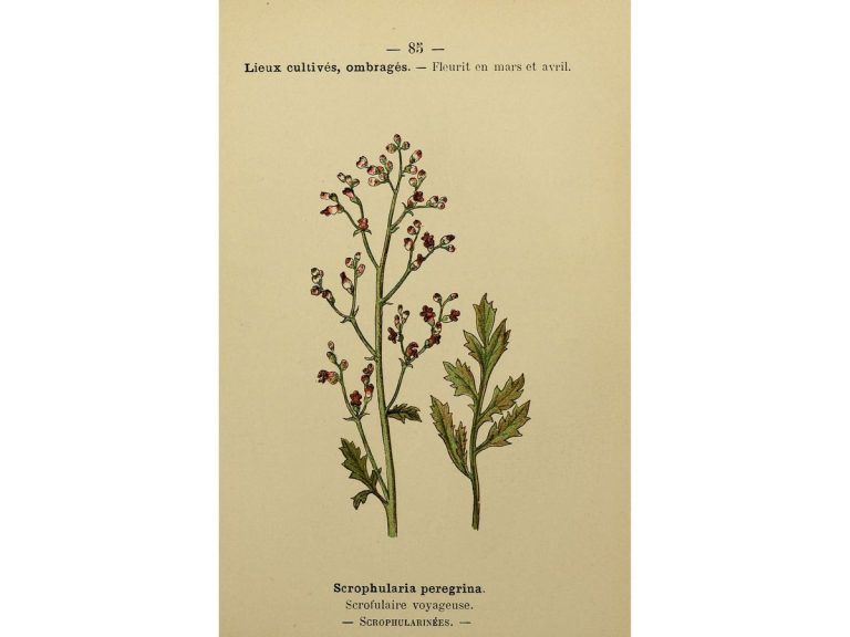 Cây huyền sâm – Scrophularia, nguồn nguyên liệu chiết xuất