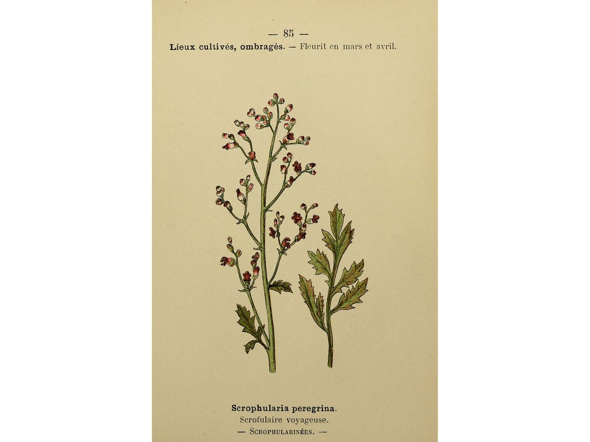 Cây huyền sâm – Scrophularia, nguồn nguyên liệu chiết xuất
