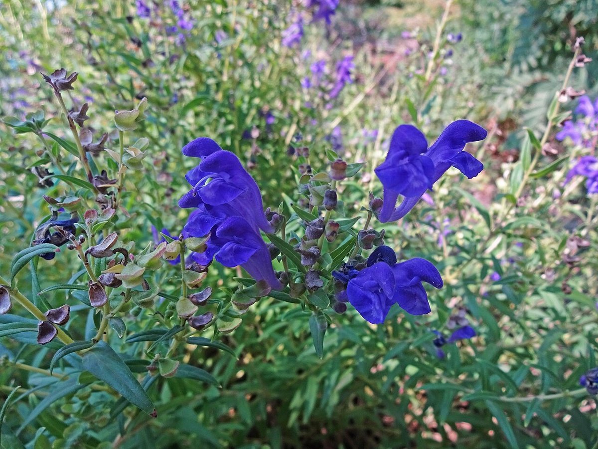 Cây hoàng cầm – Scutellaria baicalensis, nguồn nguyên liệu chiết xuất