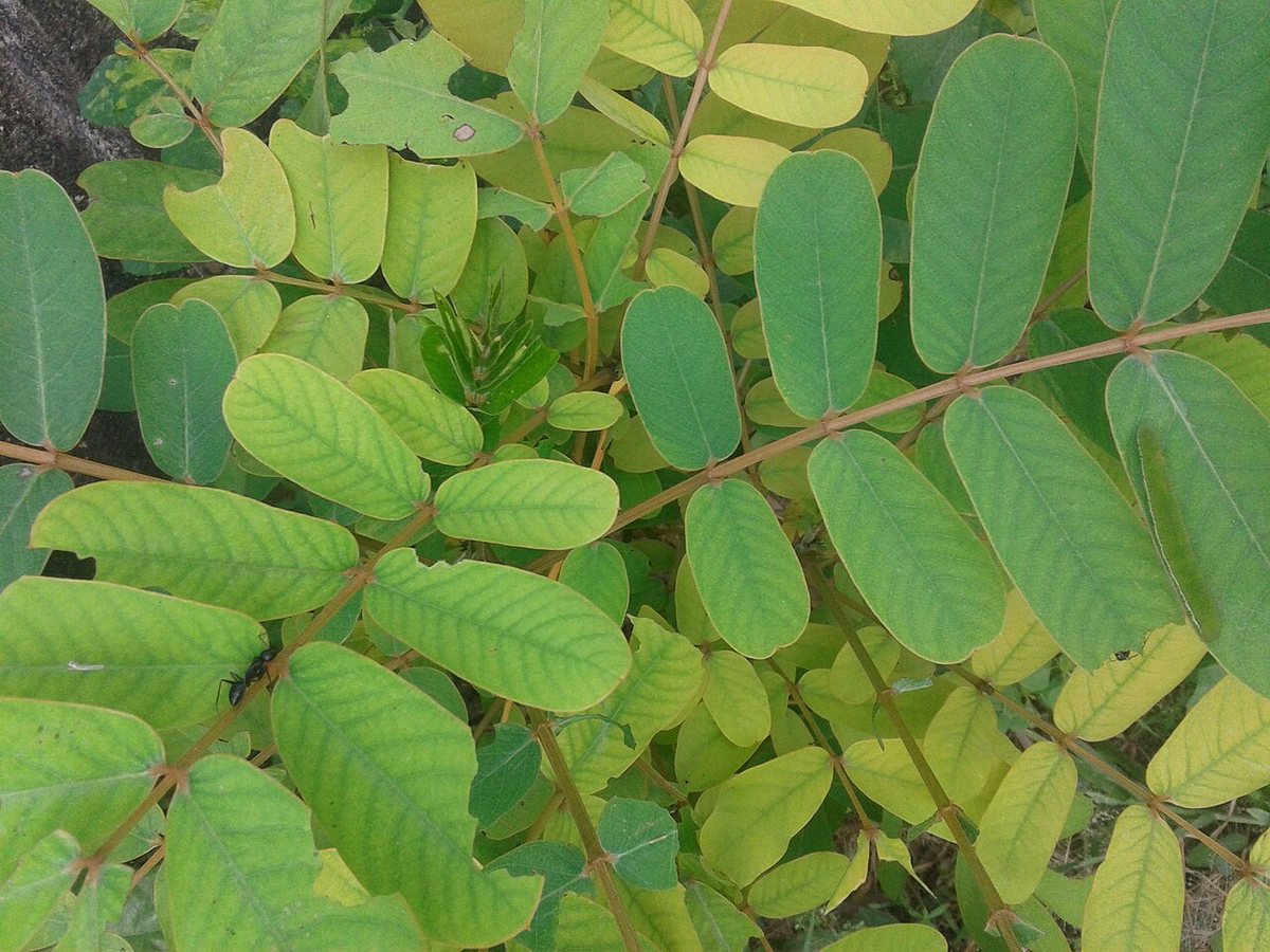 Cây phan tả diệp – Senna alexandrina, nguồn nguyên liệu chiết xuất