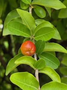 Cây sơ ri (Malpighia emarginata)