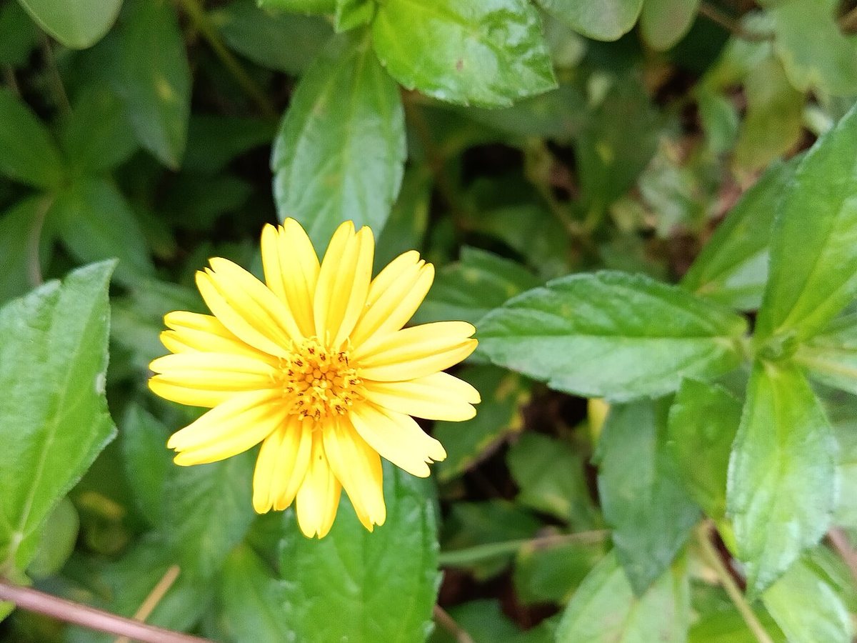 Cây sài đất – Sphagneticola calendulacea, nguồn nguyên liệu chiết xuất