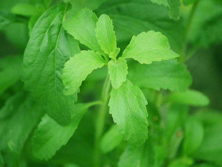 Cây cỏ ngọt – Stevia rebaudiana, nguồn nguyên liệu chiết xuất