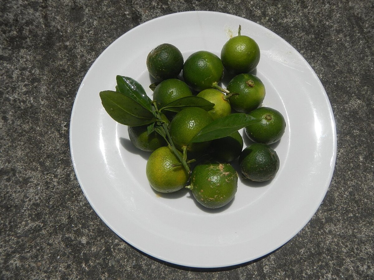 Cây tắc (quất) (Citrus ×)