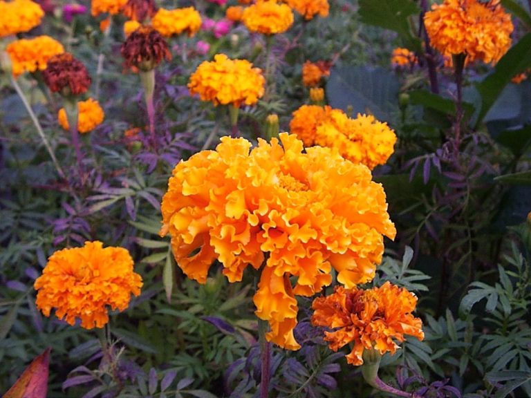 Cây cúc vạn thọ – Tagetes erecta, nguồn nguyên liệu chiết xuất