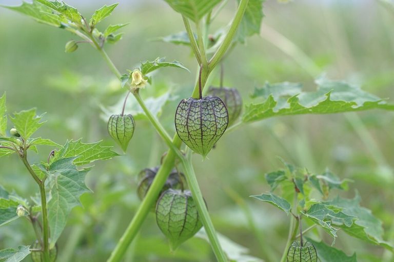 Cây tầm bóp Peru (Physalis peruviana)