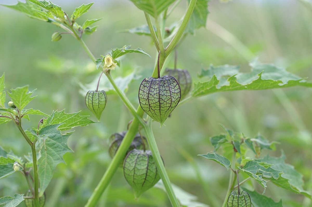 Cây tầm bóp Peru (Physalis peruviana)