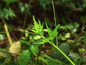 Cây tầm phỏng (Cardiospermum halicacabum)