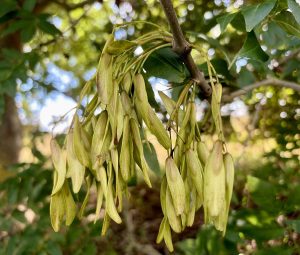 Cây tần bì châu Âu (Fraxinus excelsior)