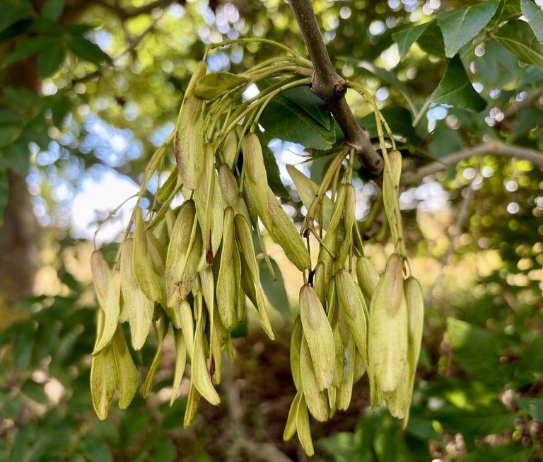 Cây tần bì châu Âu (Fraxinus excelsior)