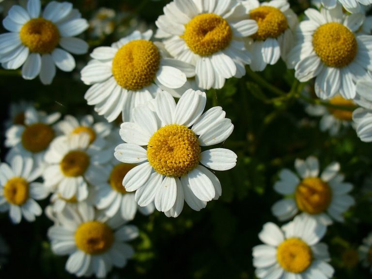 Cây cúc thơm – Tanacetum parthenium, nguồn nguyên liệu chiết xuất