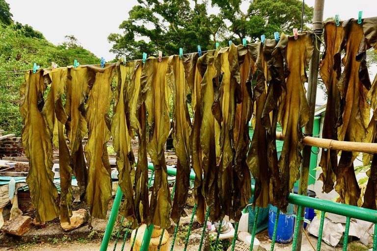 Tảo bẹ kombu (Saccharina japonica)
