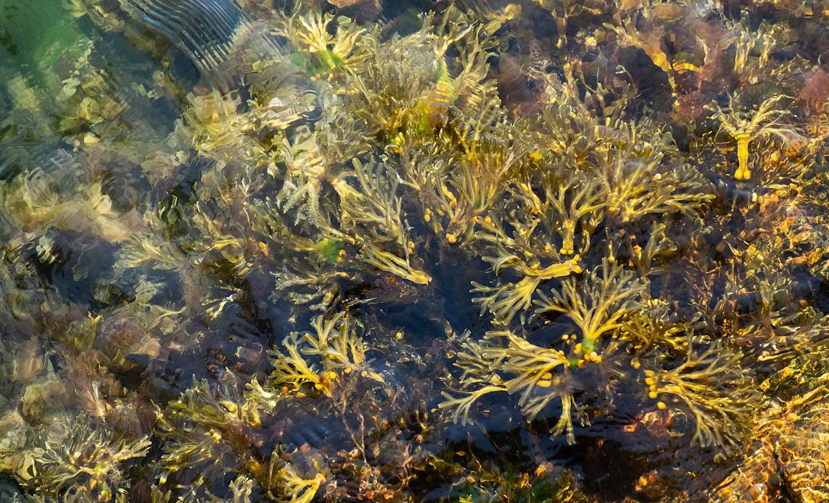 Tảo bóng bóng (Fucus vesiculosus)
