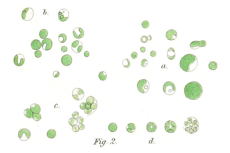 Tảo chlorella (Chlorella vulgaris) dưới kính hiển vi