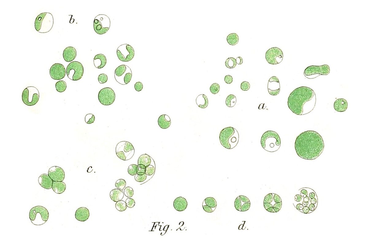 Tảo chlorella (Chlorella vulgaris) dưới kính hiển vi