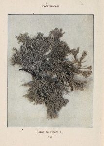 Tảo đỏ Jania rubens