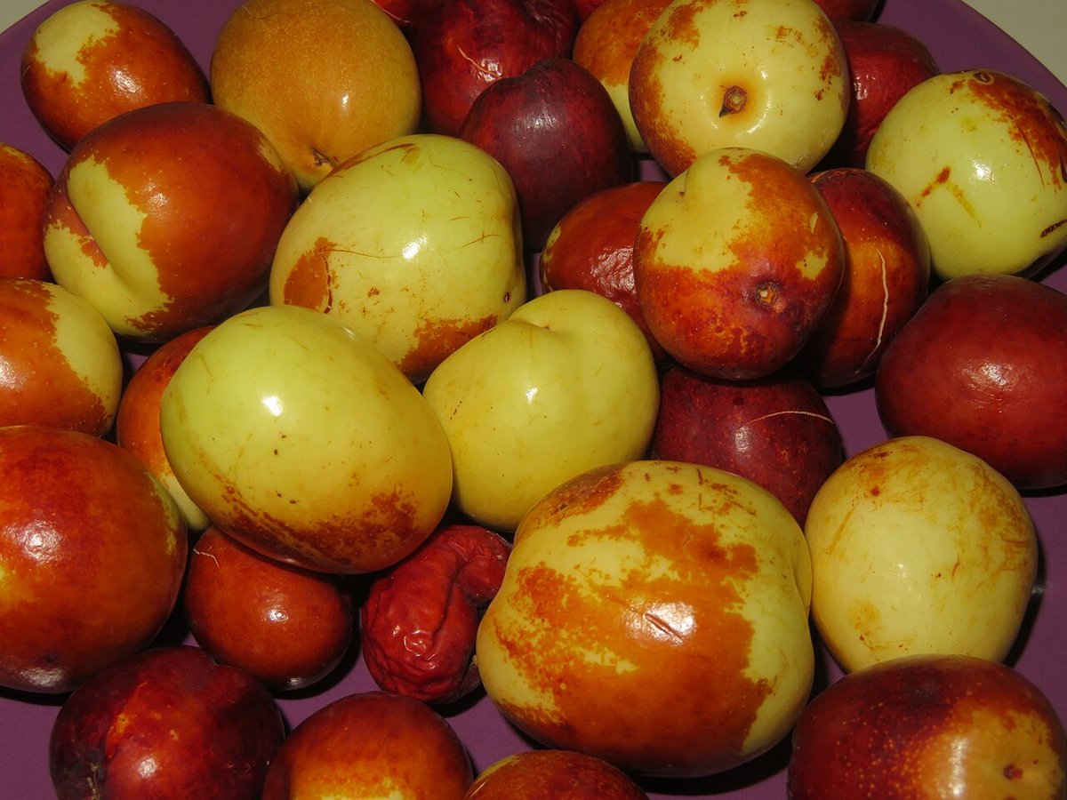 Cây táo tàu (Ziziphus jujuba)