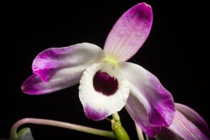 Cây thạch hộc (Dendrobium nobile)