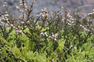 Cây thạch nam (Calluna vulgaris)