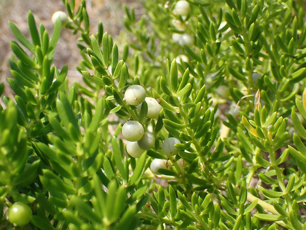 Cây thiên môn đông (Asparagus cochinchinensis)