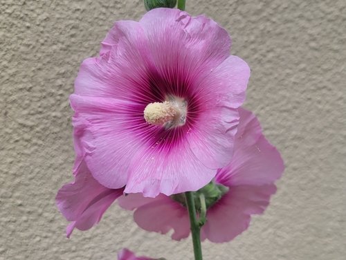 Cây thục quỳ (Alcea rosea)