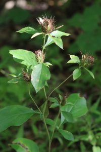 Cây thương truật (Atractylodes lancea)