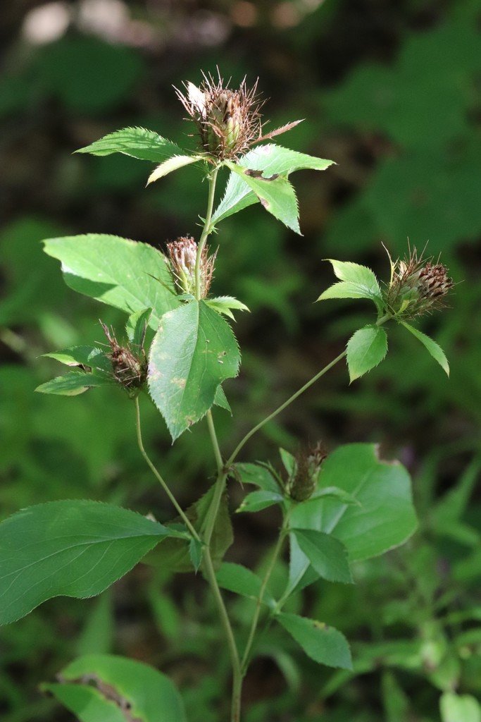 Cây thương truật (Atractylodes lancea)