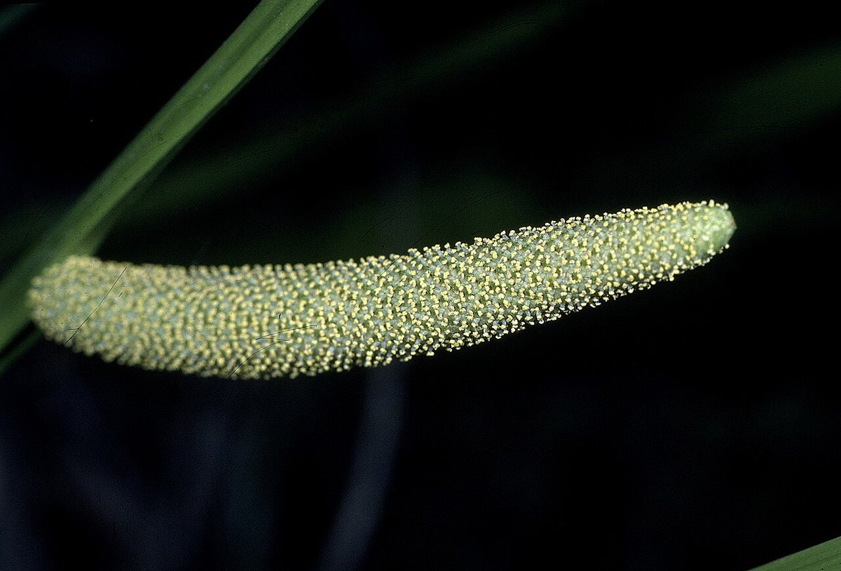 Cây thủy xương bồ (Acorus calamus)