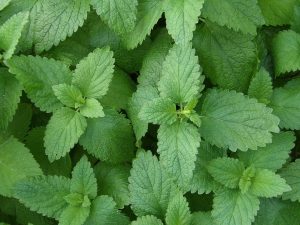 Cây tía tô đất (Melissa officinalis)
