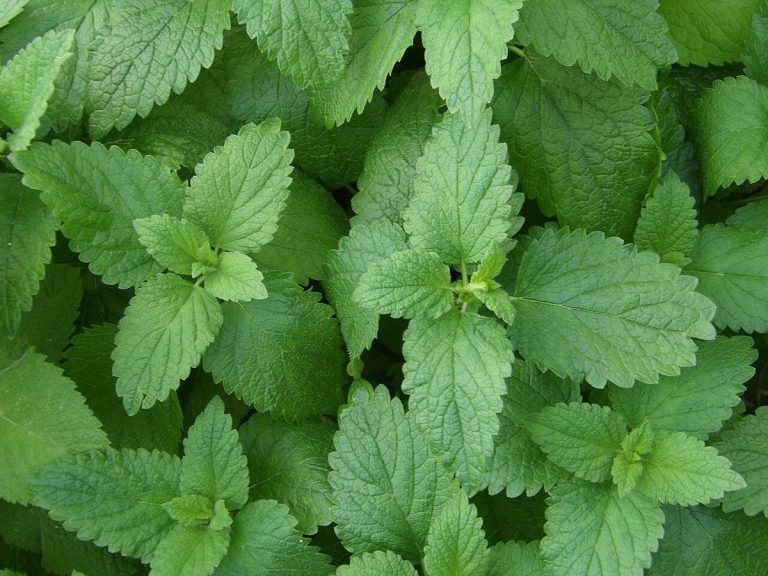 Cây tía tô đất (Melissa officinalis)