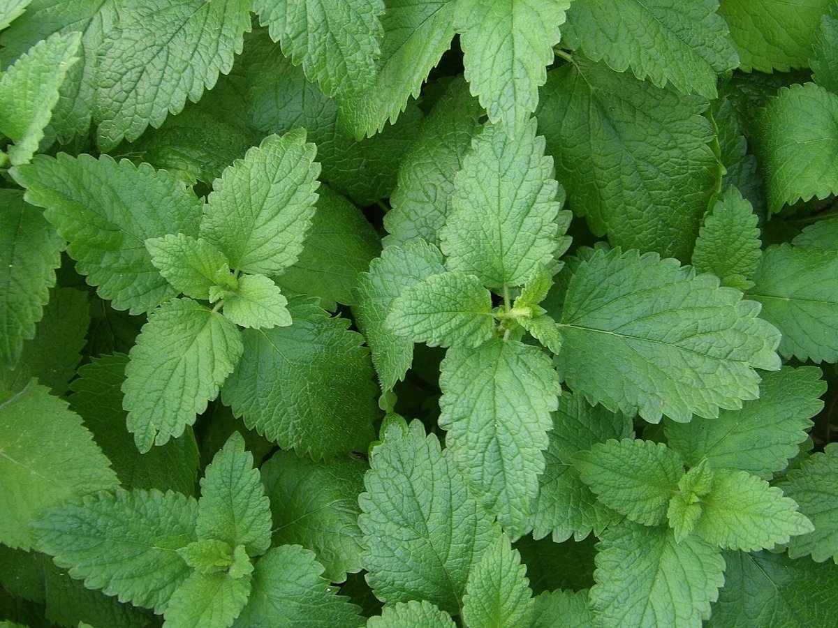 Cây tía tô đất (Melissa officinalis)